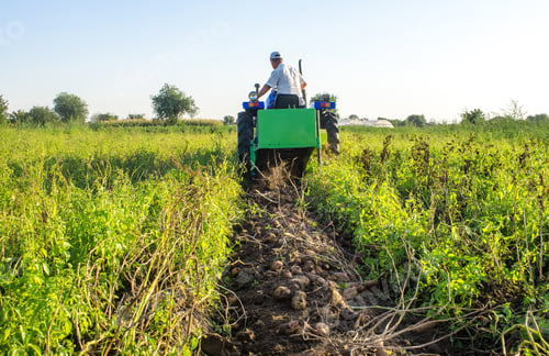 Preview: Potatoes lying on the soil on background of a digger tractor. The process of digging a crop of potat