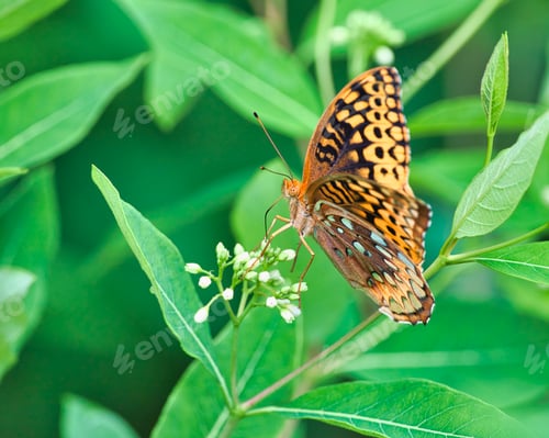 Preview: Closeup of a Great Spangled Fritillary Butterfly perched on a green plant