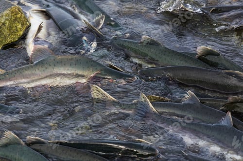 Salmon Swimming Upstream in Murky Water