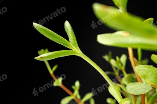Preview: Small young green sprouts of a plant on black background