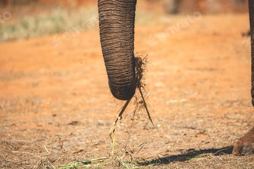 Preview: Closeup of senior elephant trunk with ears and fine lines and wrinkles in body roaming around freely