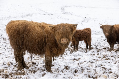 Preview: Herd of Scottish highland cattle in winter in mud and snow outside in the pasture