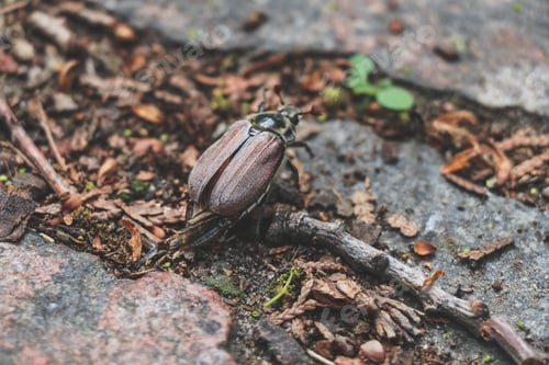 Preview: May beetle Melolontha sitting on on a rocky path in the park