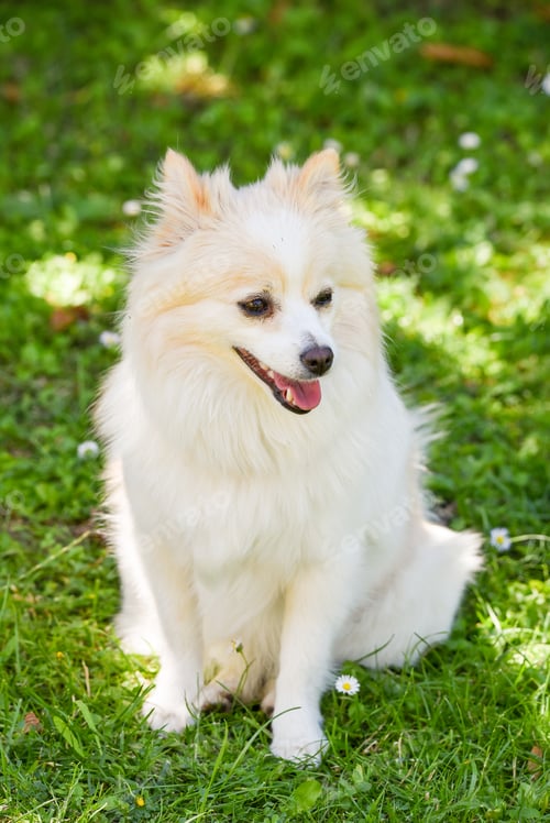 Preview: German Spitz Klein in a garden