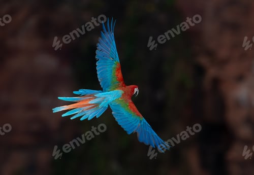 Preview: Red and Green Macaw in flight in Brazil