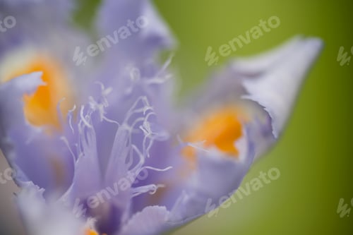 Preview: Blue and yellow Iris flower detail