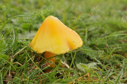 Preview: Closeup on a yellow, conical waxy cap mushroom, Hygrocybe acutoconica