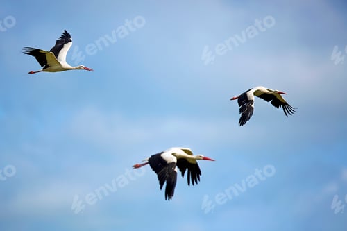 Cigüeñas blancas en vuelo