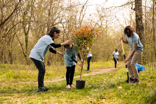 Preview: Team of activists growing the natural vegetation in a forest area