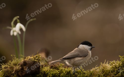 Preview: Black-headed tit in its natural habitat