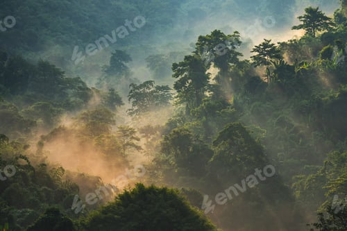 Preview: Forest with sunbeams and mist, nature landscape scene of eco and earth day