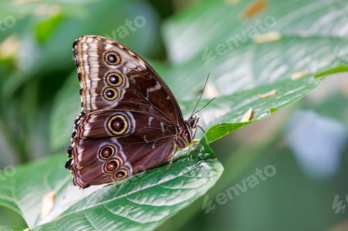 Preview: Morpho peleides, the Peleides blue morpho, common morpho or the emperor
