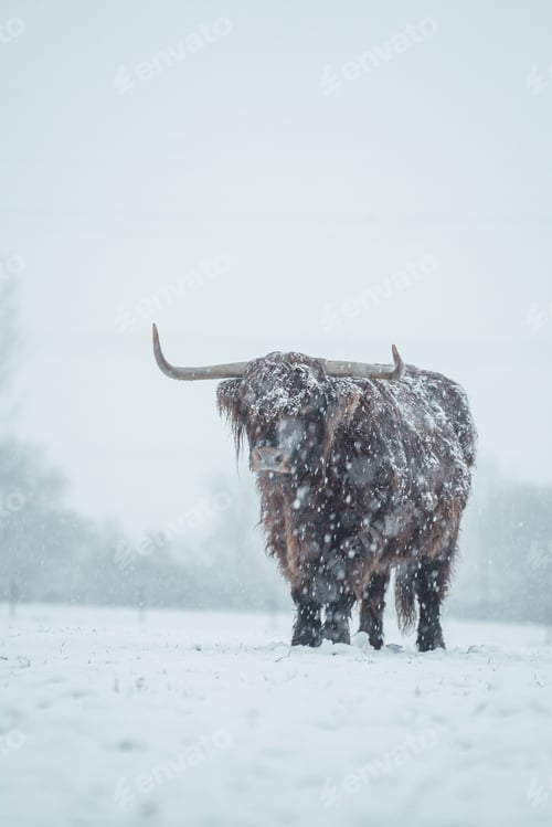 Preview: Scottish Highlander Cow Cattle covered with snow in nature 2022