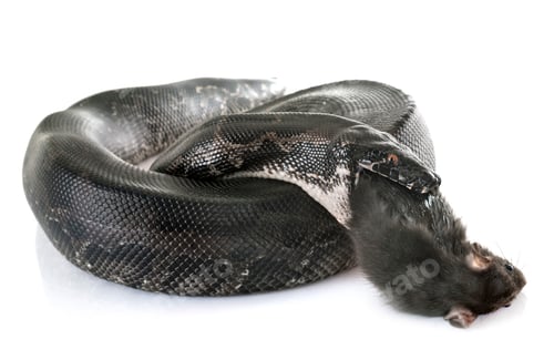 Preview: Python curtus in studio