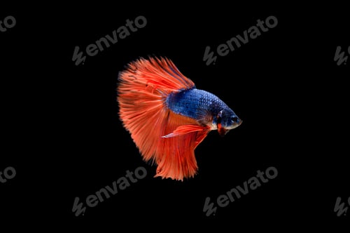 Preview: Beautiful colorful of siamese betta fish