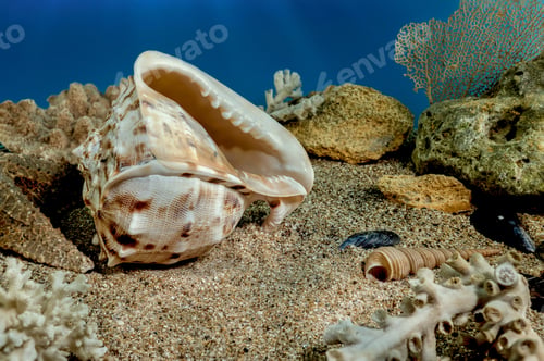 Preview: Cassis Cornuta Shell on the sand underwater