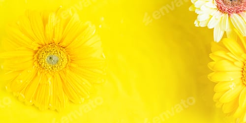 Preview: Yellow beautiful gerbera flowers frame on monochrome background in water