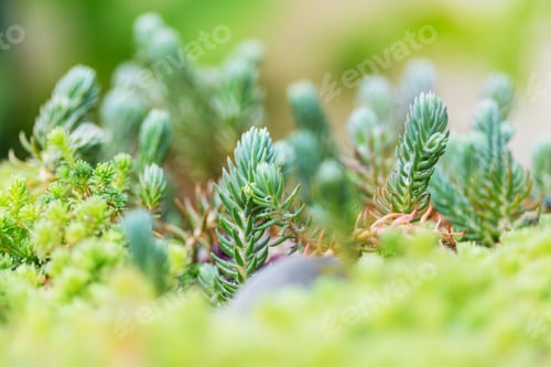 Preview: Green grass