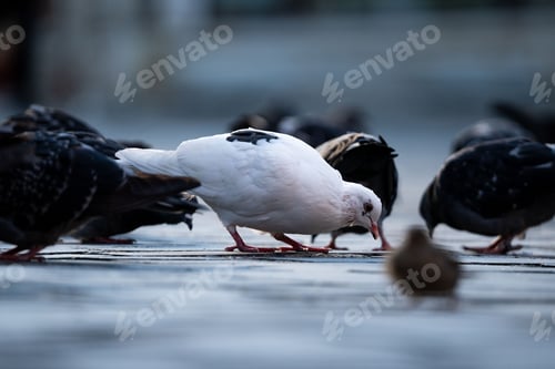 Preview: Closeup of a flock of pigeons perched on the ground and eating