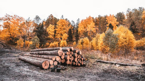 Preview: Cut tree trunks near a forest
