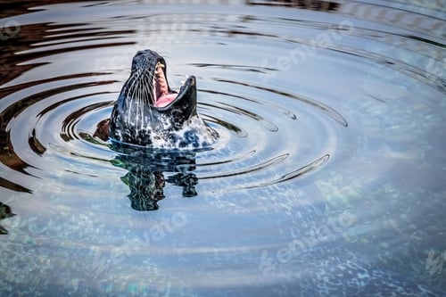 Preview: Seal shouting in water