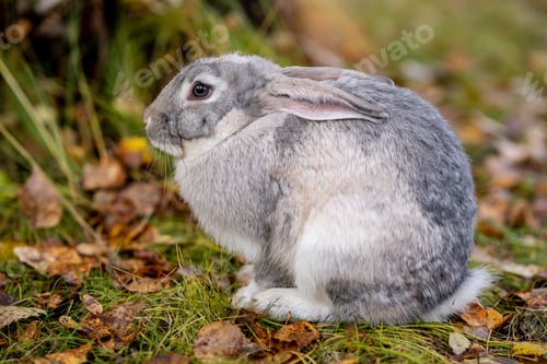 Preview: gray fluffy rabbit sits on the grass.