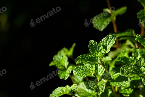 Preview: Fresh peppermint trees in organig garden