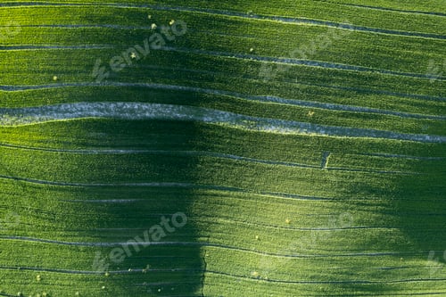 Preview: Aerial view of a cultivated field in spring