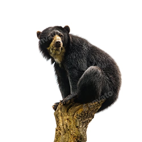 Preview: American Black Bear isolated on white background