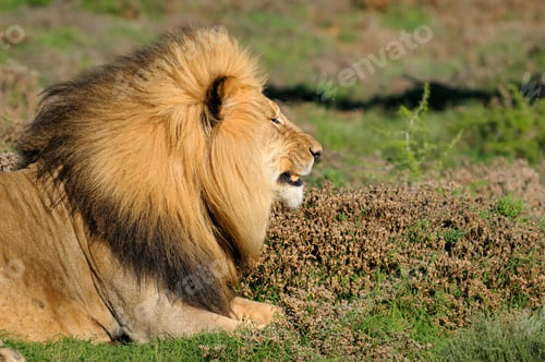 Preview: A Kalahari lion, Panthera leo, in the Addo Elephant National Par