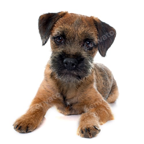 Preview: purebred border terrier
