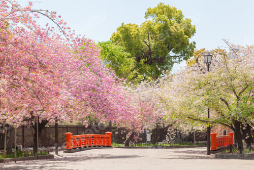 Preview: Cherry Blossom Festival at Japan Mint, Osaka, Japan