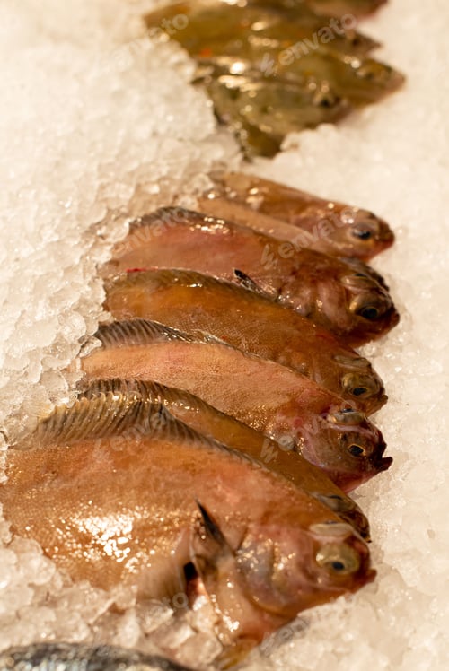 Preview: Aesthetically pleasing view of megrim fish