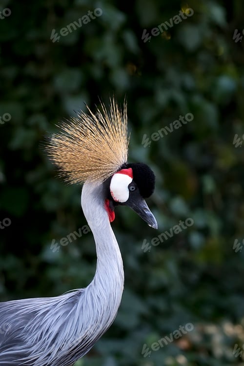 Preview: Grey Crowned Crane a portrait