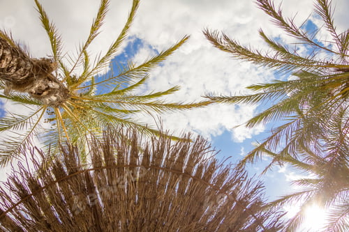 Preview: Tropical background of palm trees over a blue sky