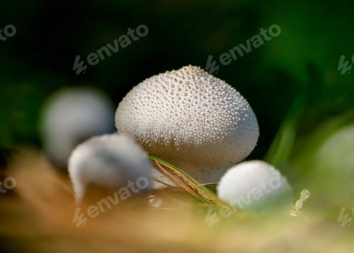 Preview: Closeup of Lycoperdon perlatum, popularly known as the common puffball, warted puffball.