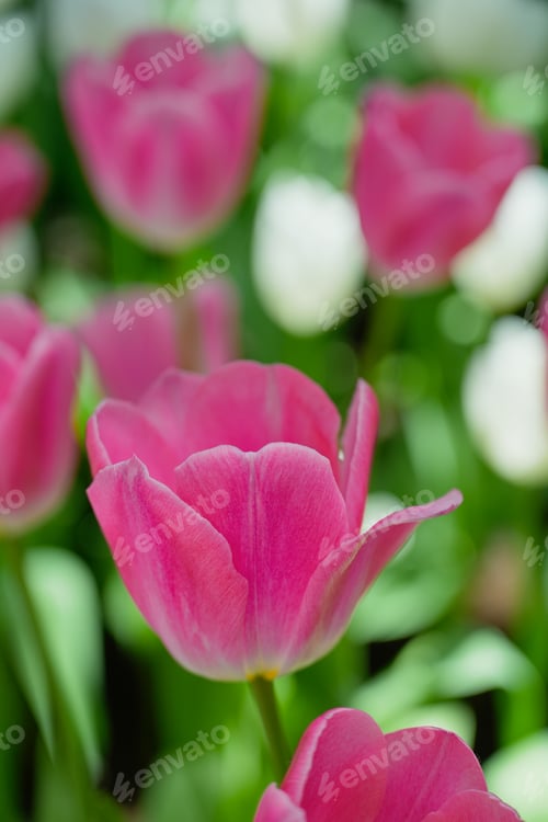 Preview: Pink tulip flower blossom botanical garden beautiful petal floral green park.