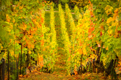 Preview: Landscape view of beautiful vintage vineyards with vivid colorful foliage