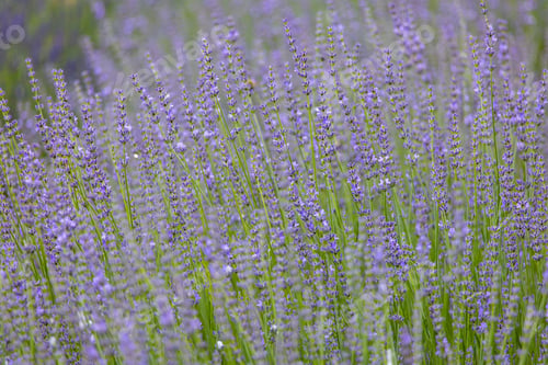 Preview: Lavender field in the Appalachian Mountains