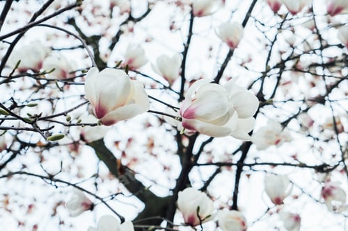 Preview: Beautiful pink fresh magnolia flowers in full bloom.
