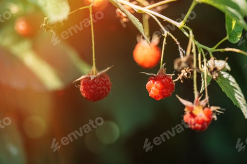 Preview: Branch of raspberries with ripe berries under the rays of the sun