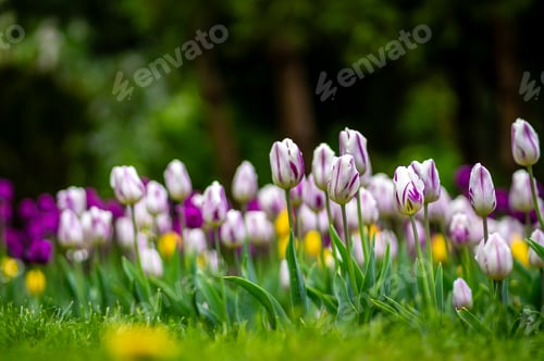 Preview: Tulips blossom in a green meadow