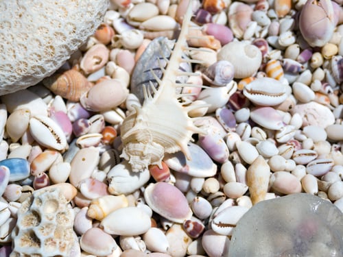 Preview: Sea shells on a sunny day