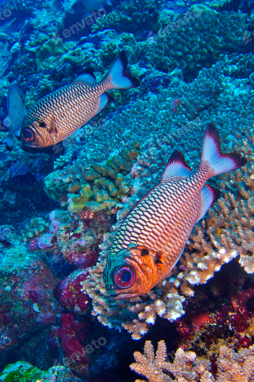 Preview: Bronze Soldierfish, North Ari Atoll, Maldives