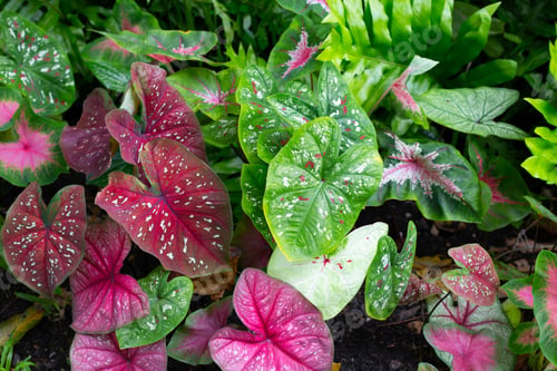 Preview: Caladium plants, Beautiful colorful leaves