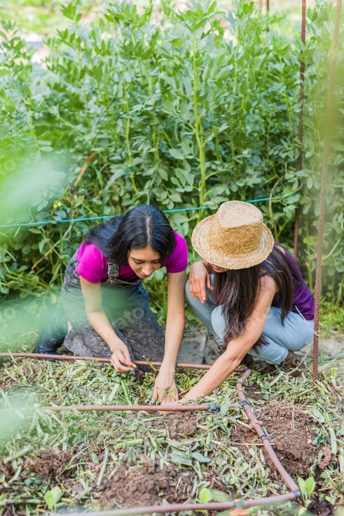 Preview: Tomato harvest farm agriculture with hand. Springtime with Latin Venezuelan Cuban and Moroccan