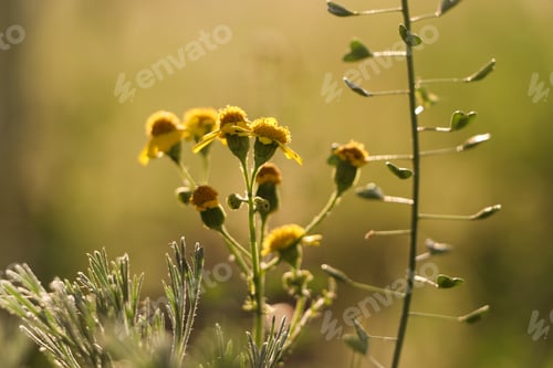 Preview: Beautiful wild flowers growing in spring meadow, closeup