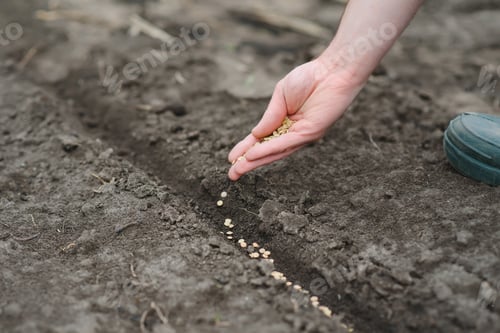 Preview: A woman's hand puts the seeds of a plant in the ground to help it grow and protect it.