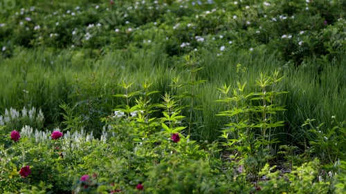 Preview: Green grass and flowers in a summer garden. Stock footage. Beautiful lawn with green bushes under