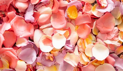 Preview: Beautiful bright background of fresh rose petals